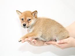 Make a deposit and fill out a puppy application to get on our shiba puppies are born very dark and change in color during their first year. Shiba Inu Puppies My Next Puppy
