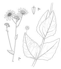 Image result for Baissea viridiflora