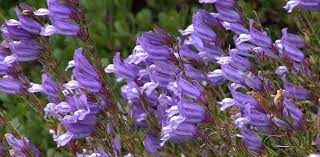 It can attract bees, wasps, butterflies. 5 Flowers That Don T Attract Bees In Provo Ut Lawnstarter