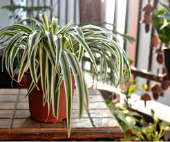 There are 545 non toxic plant for sale on etsy, and they cost $14.29 on average. 10 Child Friendly Indoor Plants For Your Home Bounty Parents