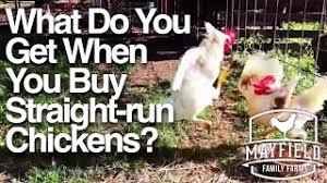 Bantams though come not only s/r but also all breeds. Straight Run Chickens Pullets Vs Straight Run All You Need To Know