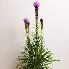 Blazing Star Kobold Gayfeather Blazing Star Flower Flower Spike Plant Pests
