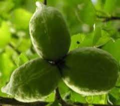 Image result for Sterculia rogersii