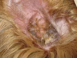 Image result for mold in the ear dog