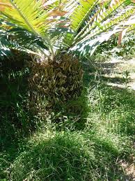 Image result for Encephalartos senticosus