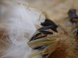 Image result for Launaea intybacea