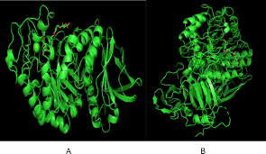 Image result for Coccinia barteri