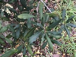 Image result for Rapanea melanophloeos