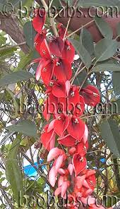 Image result for Erythrina madagascariensis