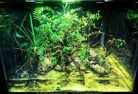 Spirit Of Jungle S Island Paludarium Aquascape Island Aquatic Turtles