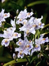 Iris Japonica Iris Ground Cover Plants Japonica