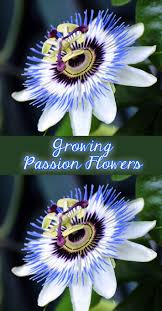 Pin On Gardening Garden Ideas