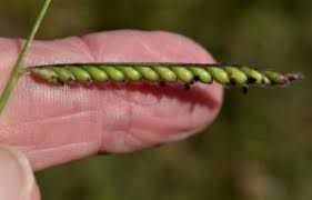 Image result for Urochloa eminii