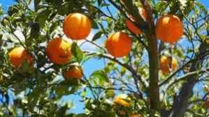 Fruits name (फल के नाम): Date Fruits Date Palm Meaning In Hindi à¤¡ à¤ à¤ª à¤® à¤ à¤¹ à¤¦ à¤à¤° à¤¥ Knowledge Love