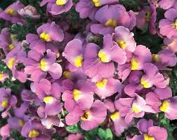 Image result for Nemesia fruticans