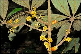 Image result for Actinodaphne