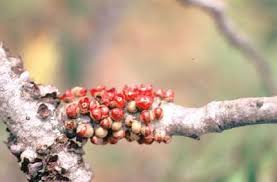 Image result for Apodanthaceae