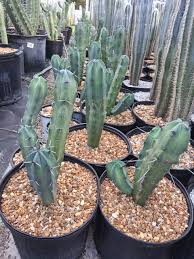 Image result for Myrtillocactus geometrizans