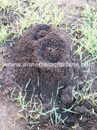 Some plants may be sensitive to this approach: Identify The Pest