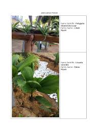 Ketupat daun pisang menggantikan ketupat daun palas kerana daun palas susah untuk mendapatkannya.lagipun daun mahal. Jenis Pokok Docx