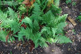 Pin On Garden Plant List