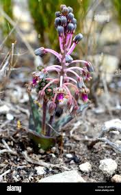 Image result for Ledebouria revoluta
