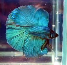 Keressen betta fish nemo candy full moon témájú hd stockfotóink és több millió jogdíjmentes fotó, illusztráció és vektorkép között a shutterstock gyűjteményében. Green Full Moon Betta Betta Fish Tank Betta Fish
