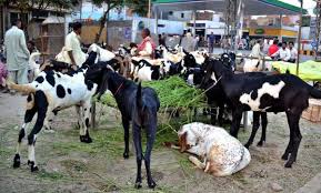 The sacrifice will come on the day of resurrection with its horns, its hairs and its hoofs, and the blood. Eidul Azha Roasting Head And Hooves Of Sacrificial Animals Banned In Lahore Daily Times