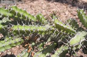 Image result for Euphorbia griseola