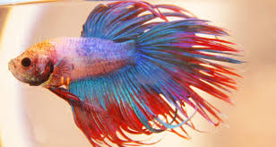 I'd like to add him to my 55gal, but i also have male guppies. Do Betta Fish Grow How Big Bettafish Org