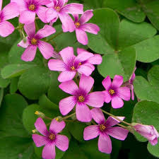 Buy oxalis tetraphylla 'iron cross' (good luck plant). Oxalis Bulb Small Tiny Bulb Produces Shamrock Shape Leaves