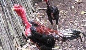 Sabung ayam sv388 adalah permainan sabung ayam dari seluruh asia dan di siarkan secara online. Panduan Sabung Ayam Archives Page 7 Of 7 Kumpulan Berita Sabung Ayam Online Terbaru