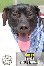 Pin On Lost Found Pets