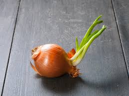 I have done this many times with my sprouted onions in the kitchen. Sprouted Onions Can You Eat Them And Should You