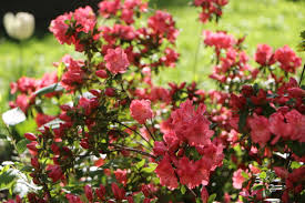 Life as birds cape may, new jersey. April Showers Bring May Flowers Times Square Chronicles