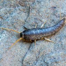 Silverfish spawn from broken infested blocks, which generate in strongholds, underground in mountains biomes. Five Signs Of A Silverfish Infestation Extermpro