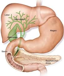 Akute Bauchspeicheldrusenentzundung Ursachen Apotheken Umschau Menschlicher Korper Anatomie Anatomie Und Physiologie Anatomie Lernen