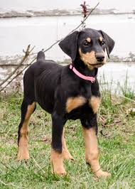 Black And Tan Dachshund Beagle Mix Learn Your Dog S Language For More Effective Training Click Image To Read More Details Dogstraining Doberman Pinscher Dog Doberman Puppy Doberman Pinscher