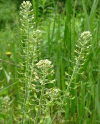 Peppergrass Pictures Flowers Leaves And Identification Lepidium Virginicum Edible Wild Plants Herb Pots Leaf Identification