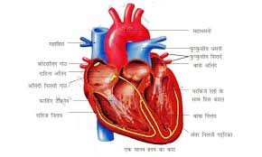 Human Body Diagram In Hindi Human Body Anatomy