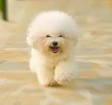 We did not find results for: Pin On It S All About The Dogs