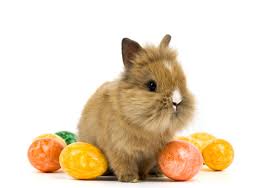 Check spelling or type a new query. Bunnies Wallpapers Group 76