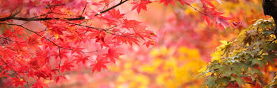 Image result for images ilove you most of all when autumn leaves start to fall
