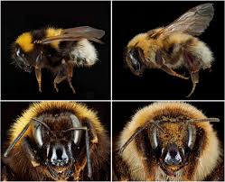 Image result for Bombus consobrinus