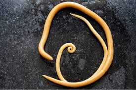 As humans who still inherit enlightenment's worship of rationality, we some have speculated on the evolutionary explanation for this parasite's effects. Cat Worms Causes Symptoms Treatment We Re All About Cats