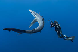 Image result for Scuba Blue 2014 AQ