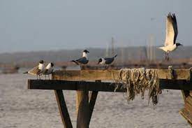 I only have good things to say. 15 Best Things To Do In Fairhope Alabama