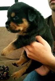 This breed was originated in germany and now has the reputation of serious and reliable family companion. German Rottweiler Puppies For Sale In Lakewood California Classified Americanlisted Com