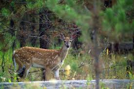 Whitetail Facts 16 Things To Know About Fawns Outdoor Life