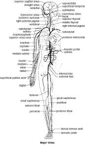 Then they are captured and destroyed in the liver and spleen. Blood Vessels Of The Body